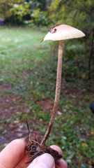 Hypholoma marginatum