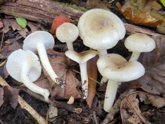 Hygrophorus occidentalis