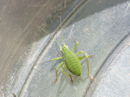 iNaturalist observation photo of California Chaparral Katydid