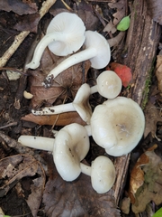 Hygrophorus occidentalis