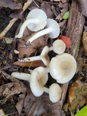 Hygrophorus occidentalis