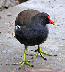 Gallinula chloropus
