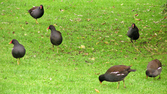 Gallinula chloropus