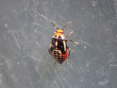 iNaturalist observation photo of Four-lined Plant Bug