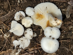 Hygrophorus occidentalis