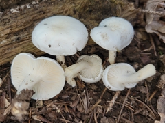 Hygrophorus occidentalis