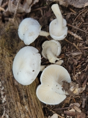 Hygrophorus occidentalis