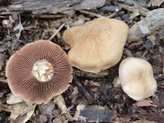 Cortinarius subpulchrifolius