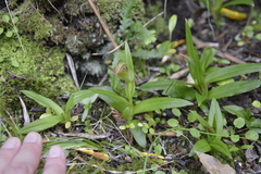 Pterostylis silvicultrix