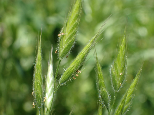 iNaturalist observation photo of common soft brome