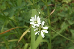 Stellaria chilensis