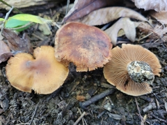 Cortinarius pyrophyllus