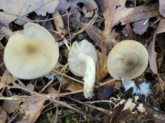Entoloma griseum