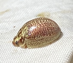 Paropsisterna decolorata