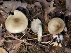 Entoloma griseum