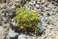 Scleranthus biflorus