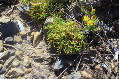 Scleranthus biflorus