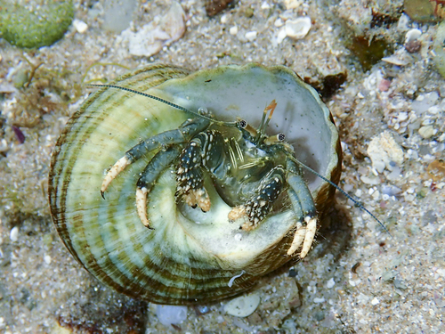 Yellow-footed Hermit Crab