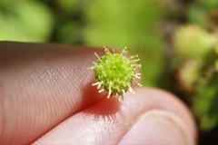 Leptinella squalida