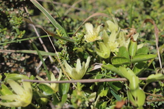 Clematis forsteri