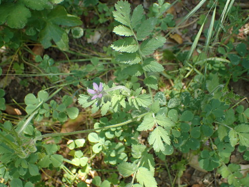iNaturalist observation photo of musk stork's-bill