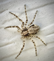 Philodromus placidus