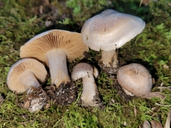Cortinarius leiocastaneus