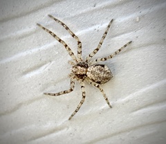 Philodromus placidus