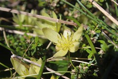 Clematis forsteri