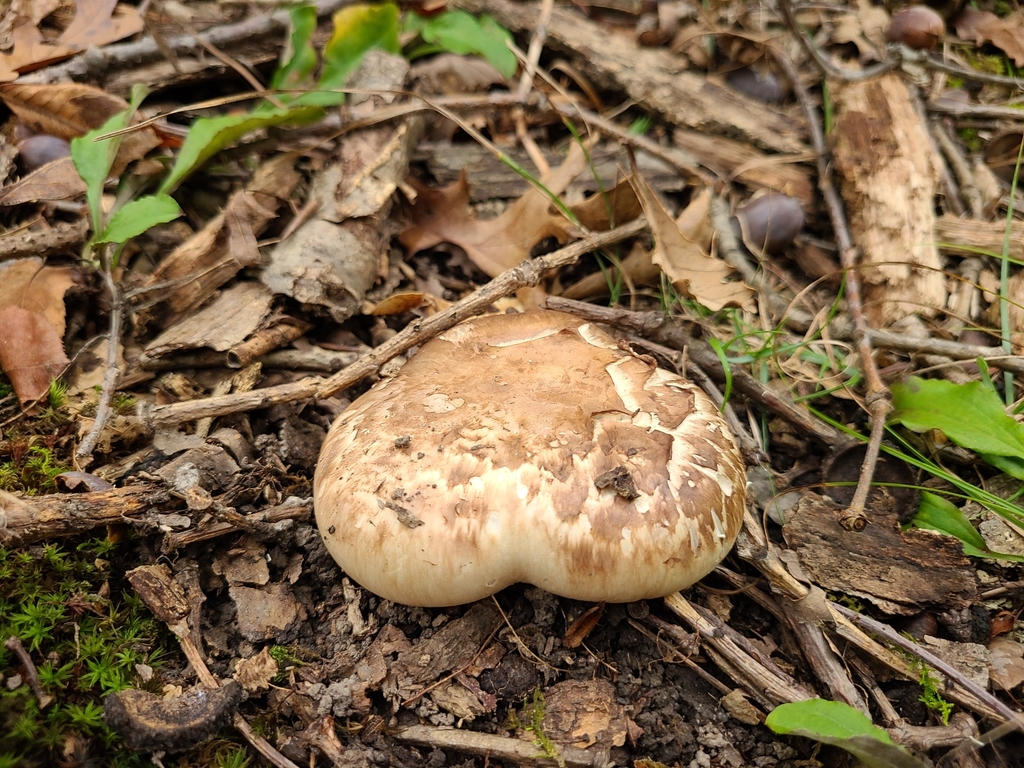 False Matsutake from West Lafayette, IN, USA on October 23, 2021 at 0404 PM by Stephen Russell