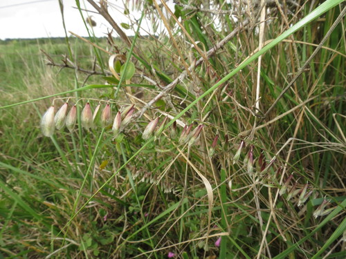 Melica glabrescens
