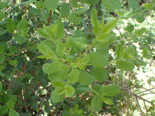 iNaturalist observation photo of hollyleaf redberry