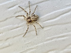 Philodromus placidus