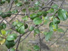 Petalostigma