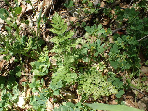 iNaturalist observation photo of poison hemlock