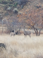 Odocoileus virginianus
