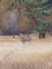 Odocoileus virginianus
