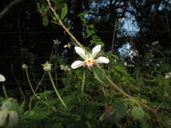 Blumenbachia insignis