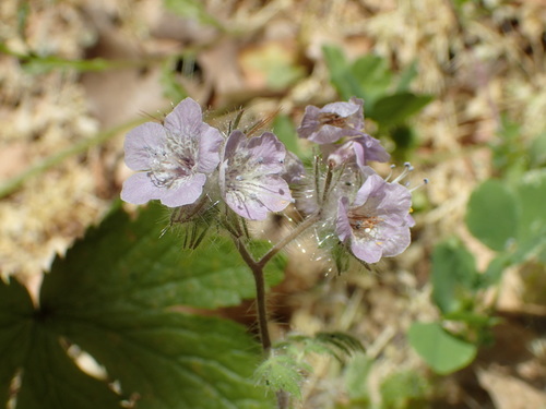 iNaturalist observation photo of Scorpionweeds