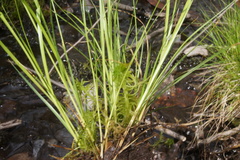 Carex seorsa