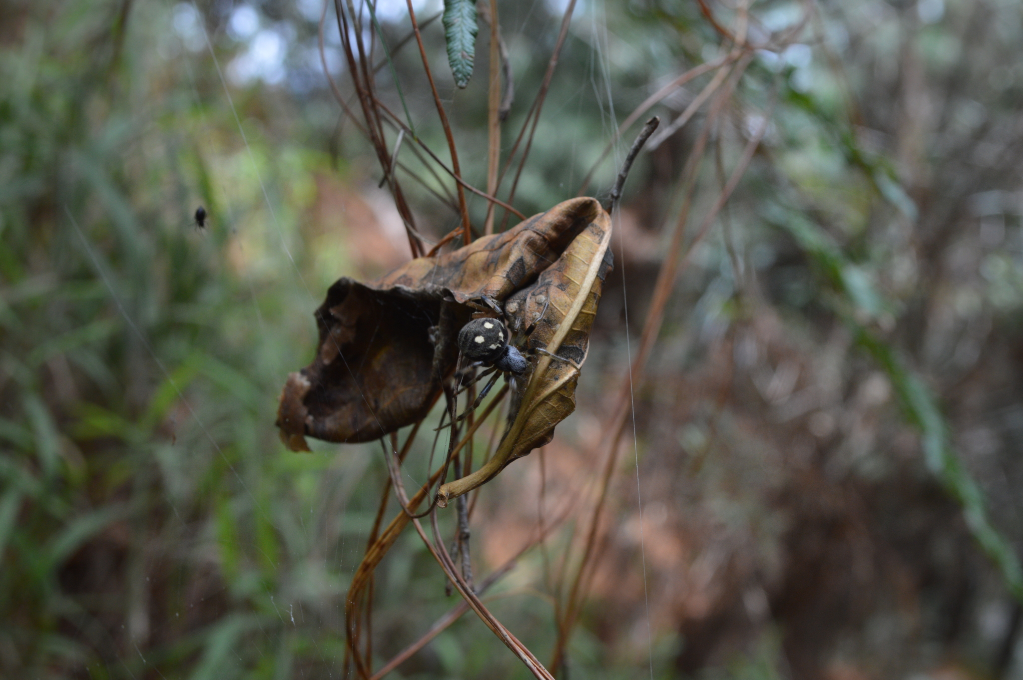 Araneus image