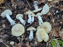 Tricholoma subaureum