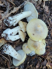 Tricholoma subaureum
