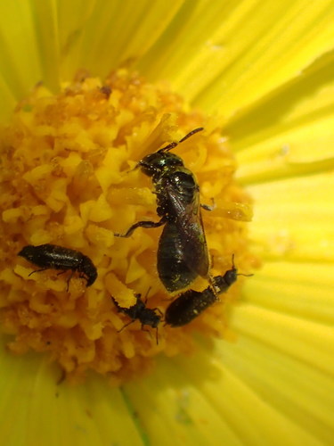 iNaturalist observation photo of Zadontomerus