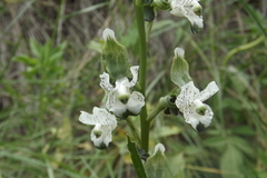 Chloraea galeata