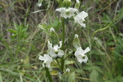 Chloraea galeata