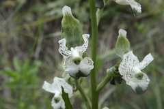 Chloraea galeata