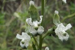 Chloraea galeata