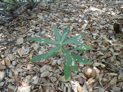iNaturalist observation photo of California mugwort