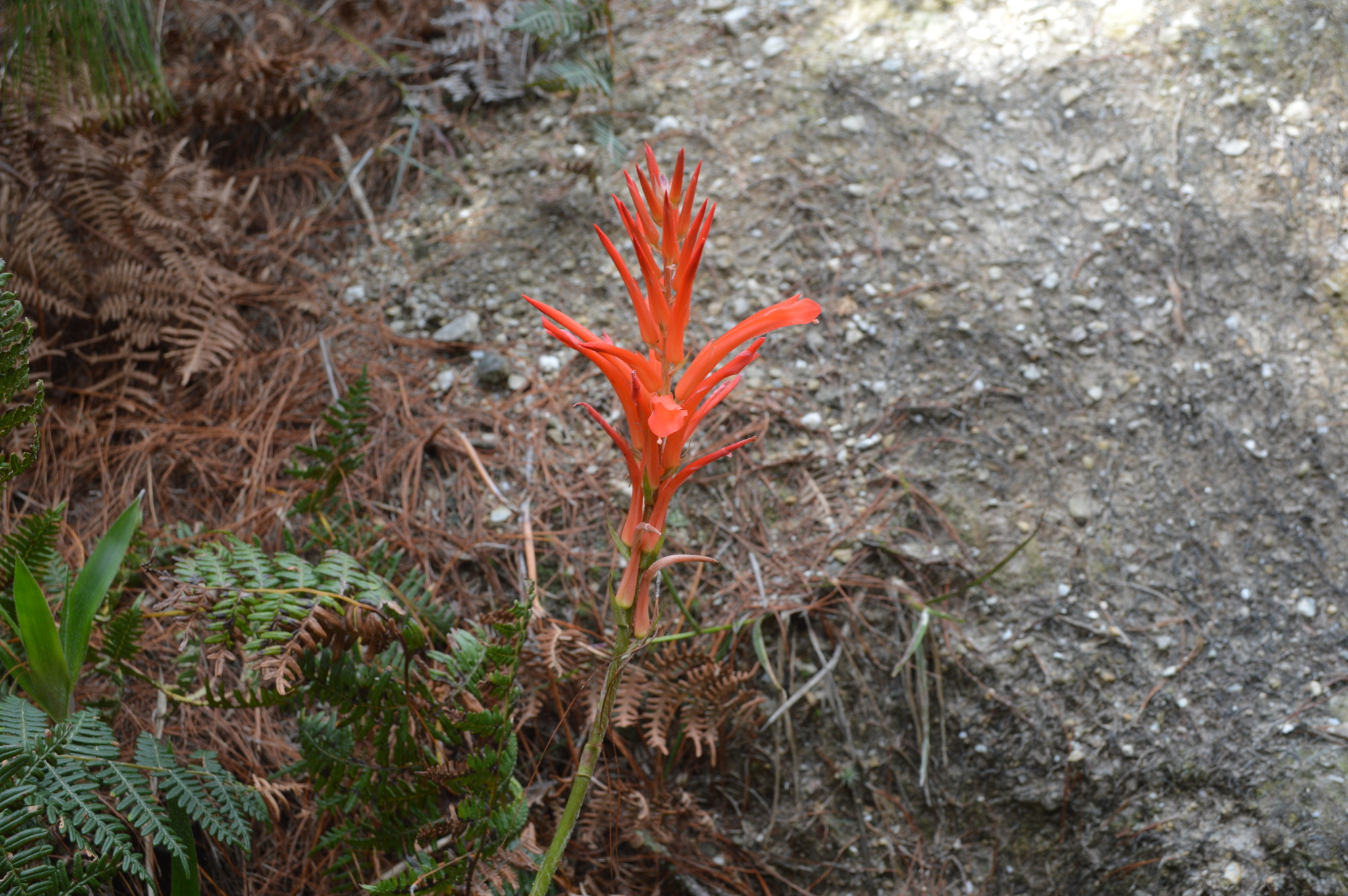 Pitcairnia pungens image